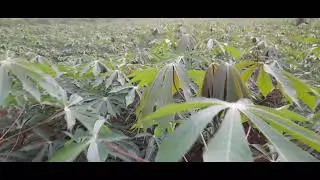 #EKSPEDISI 116. VAR K-50 UMUR 2,5 BST LAHAN MARGINAL