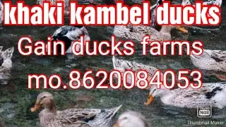 WEST BENGAL SMALL DUCK,LITTLE HEN AND All CHICKEN HOLLSELLER MOBILE. 8620084053.