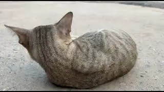 Happy cat life It's the happiest cat, I really love it.