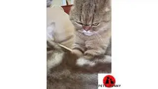 Cute and Funny Cat Videos - CHALLENGE #1 - Gatti carini e divertenti. PROVA A NON RIDERE