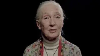 50 Years of Discovery | Jane Goodall and The Leakey Foundation