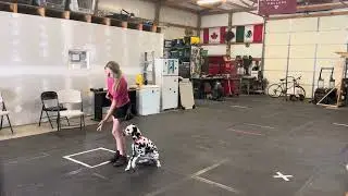 Zoe the Dalmation is  on fire building confidence and obedience. Executive Level Obedience Program.