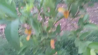 srigandham and guvva plantation