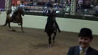 2013 Midwest Charity Horse Show - My Magical Souvenir TS