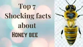 7 most amazing facts about honey bees@Scienceandtechnology3b