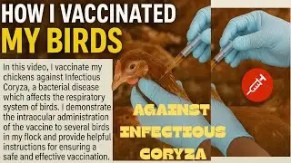How I Vaccinated My Birds Against Coryza | Poultry Health Routine