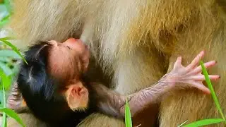 Adorable newborn! First time hybrid baby monkey Rex  first feeding milk!