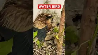 WATER BIRD AGGRESSIVE | BIRD 🦅 ATTACKING MOOD | #animallover #waterbird #ytshorts #shorts