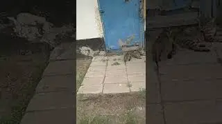 Котята Игривые