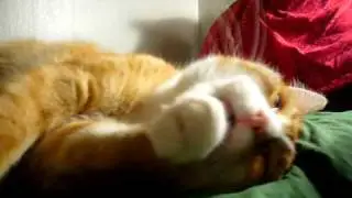 Stig von Katz washing himself