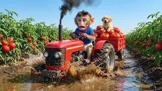 Monkey Farming Adventure: Tractor Rescue, Lost Kitten & Police Arresting Orangutan Thief