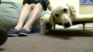 Powerful Paws dogs become abuse victims' trusted friends