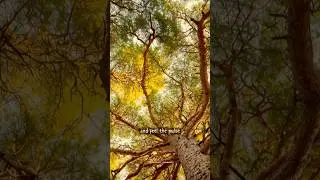 Samhain Ancestral Meditation#goldenthreadmeditation #shamanicjourney #winterrest #pachamama