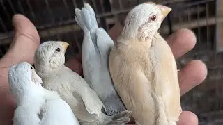 JAVA sparrow & Bengalese Finch Update 