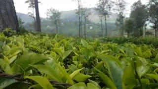 Ooty tea garden. 4k video . Samsung s7