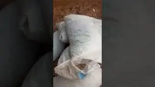 EDOVASAL PIG STARTER AND NURSING SOWS FEED