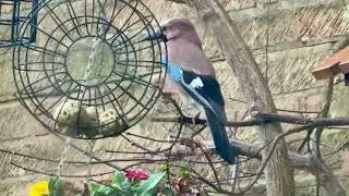 A beautiful Jay
