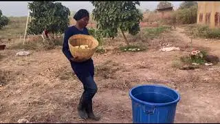 Safoura Ousmane Ciss&eacute; Production, transformation ,commercialisation du Noni