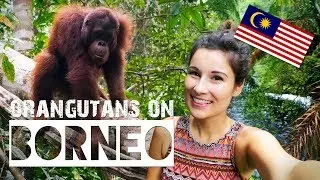 Saving ORANGUTANS on BORNEO | ZuzArt