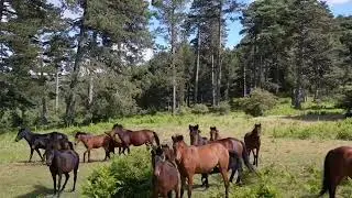Gökyüzünden Özgürlük: Yabani Atların Büyüleyici Koşusu | Wild Horses from the Sky