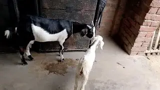 Mom Goat Loving Her Baby &ndash; Heartwarming Bond