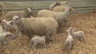 Cocumont 2017   Ferme du Mont Coucous