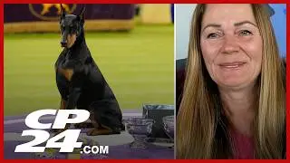 'Pretty awesome' | Co-owner of Penny the Doberman pinscher on the 150th Westminster dog show victory