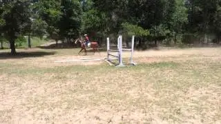 4 Y/O Digger Home training on 6/9/13 - For Sale