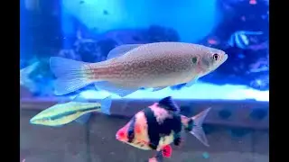 マスタッチドダニオ　Moustached Danio　Devario dangila, Danio dangila