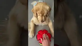 Best Toy Ever for Golden Retrievers