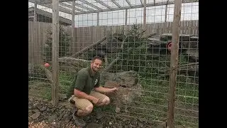 Animal Adventures with Jordan: Cougar
