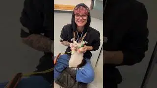 Questions about Lewis the service cat?!