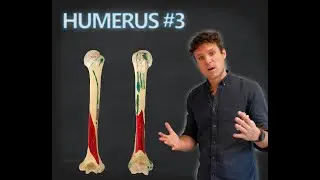&Eacute;piphyse distale - hum&eacute;rus partie 3