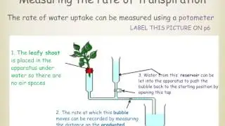 IGCSE. 2.8  transpiration