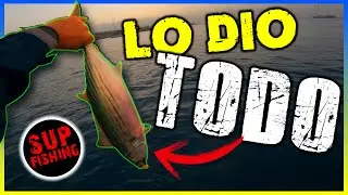 🅼🅸🆇 de ℂ𝔸ℙ𝕋𝕌ℝ𝔸𝕊 desde 𝘗𝘈𝘋𝘋𝘓𝘌 🛶 | SUP Fishing en CANARIAS 🇮🇨