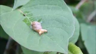 Pulserende parasiet in barnsteenslak leucochloridium perturbatum (zombieslak)