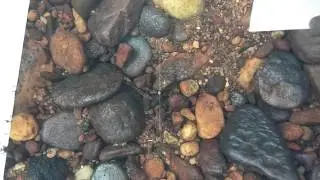 Mesonoemacheilus triangularis