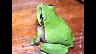 Login Frog/1worldwidewa.com/login-frog