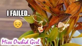 Time for some Orchid fails - Summer isn't nice for cool growers