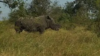 Can cross-border cooperation save the endangered rhino?