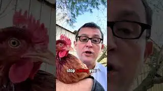 Don't be a Chicken...Fight Back Against Illegal Debt Collection #debtcollection #debtharassment
