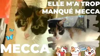 Elle m'a trop manqu&eacute; Mecca 🐈