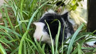 Love pet for everyone looking