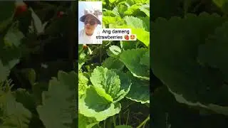 #strawberrypicking #strawberries #strawberry #fruitpicking #buhaysacanada #pinoysacanada #pinoyvlogs