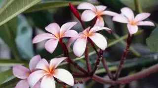 tavake ni 