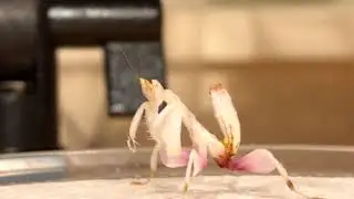 Mantid Kingdom Review/ Orchid Mantis Unboxing