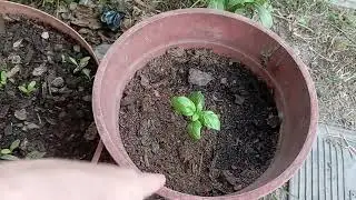 Nature appreciation