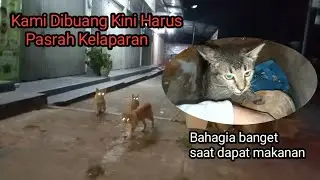 SEDEKAH SUBUH DENGAN KUCING KUCING JALANAN YANG KELAPARAN 
