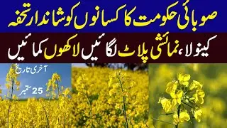 Subsidy on Hybrid Canola seed | How to get subsidy on Canola cultivation | Canola Farming ||