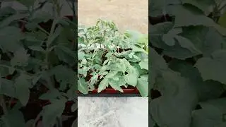 Hardening Off Fall Tomatoes, Cucumbers & Squash 🌱 Subscribe to Grow With Me! #gardening